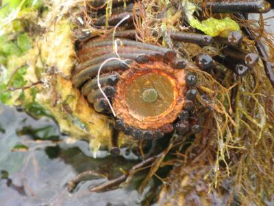 Прикрепленное изображение: IMG_4785-1.JPG